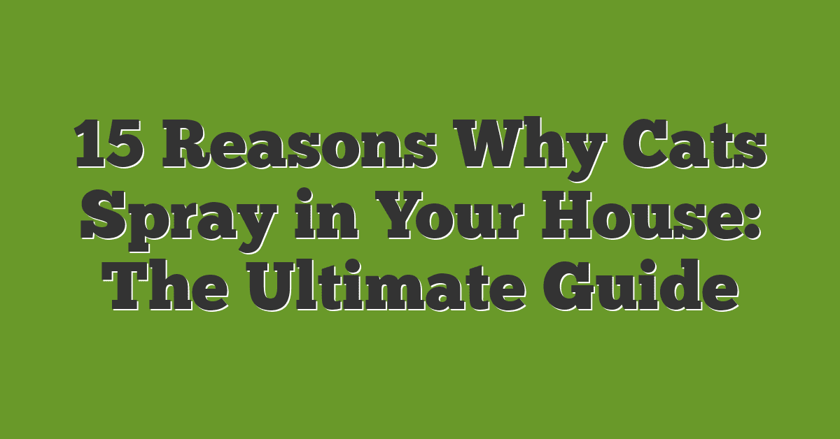 15 Reasons Why Cats Spray in Your House: The Ultimate Guide