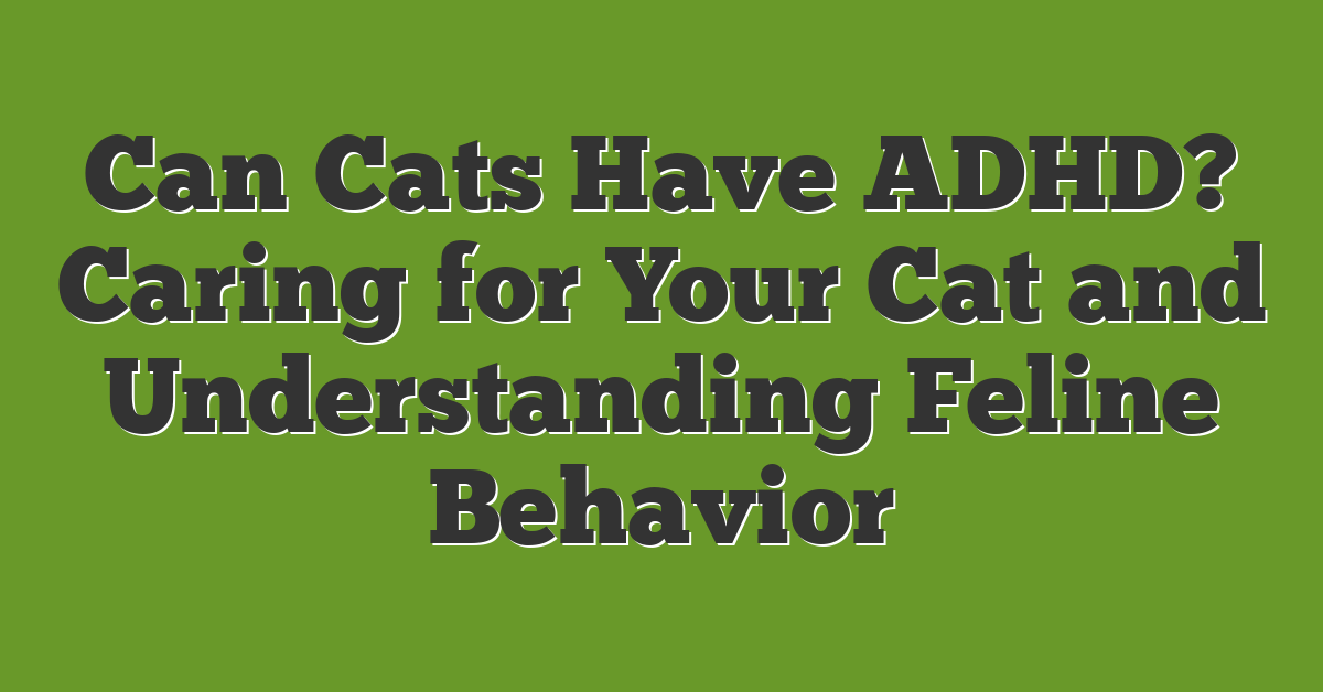 Can Cats Have ADHD? Caring for Your Cat and Understanding Feline Behavior