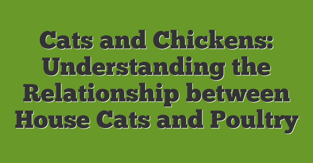 Cats and Chickens: Understanding the Relationship between House Cats and Poultry