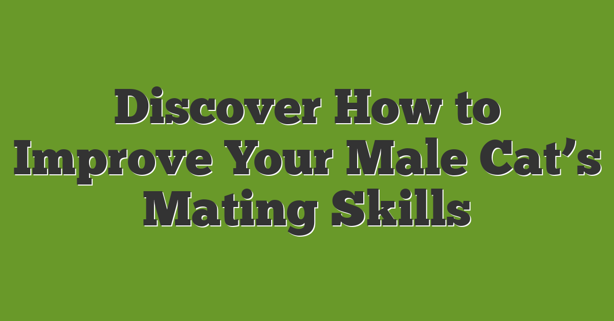 Discover How to Improve Your Male Cat’s Mating Skills