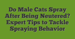 Do Male Cats Spray After Being Neutered? Expert Tips To Tackle Spraying