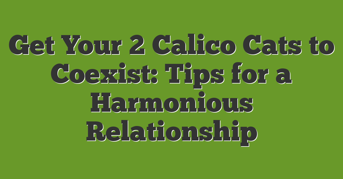 Get Your 2 Calico Cats to Coexist: Tips for a Harmonious Relationship