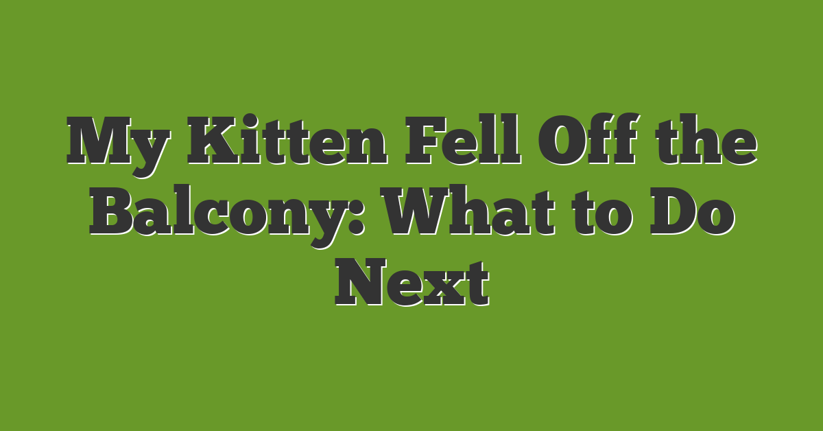 My Kitten Fell Off the Balcony: What to Do Next