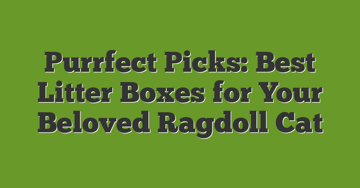 Purrfect Picks: Best Litter Boxes for Your Beloved Ragdoll Cat