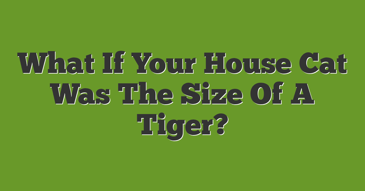 What If Your House Cat Was The Size Of A Tiger?