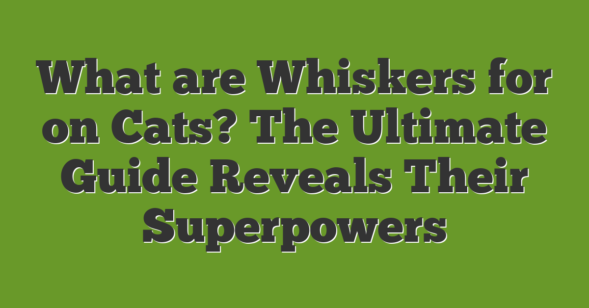 What are Whiskers for on Cats? The Ultimate Guide Reveals Their Superpowers