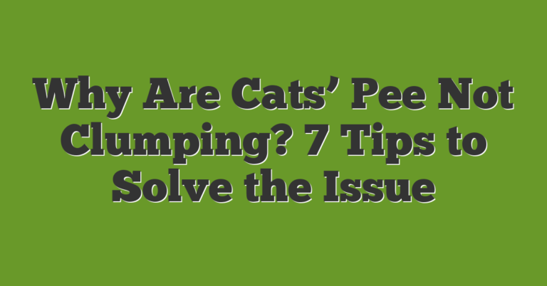 Why Are Cats' Pee Not Clumping? 7 Tips To Solve The Issue