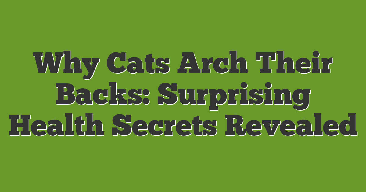 Why Cats Arch Their Backs: Surprising Health Secrets Revealed