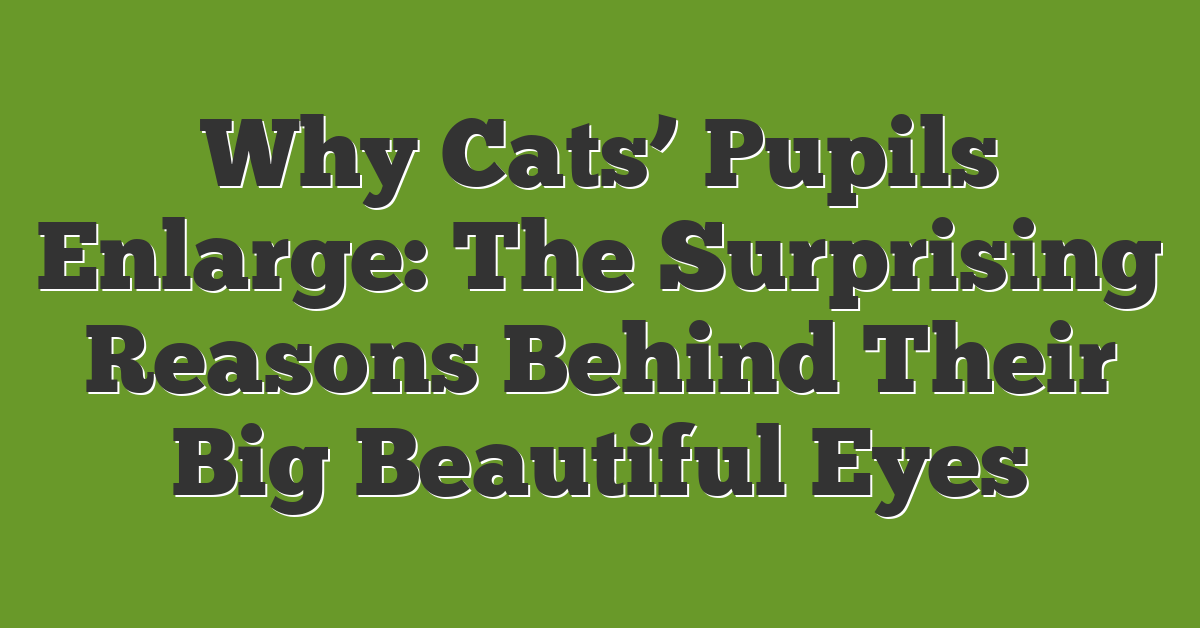 Why Cats’ Pupils Enlarge: The Surprising Reasons Behind Their Big Beautiful Eyes