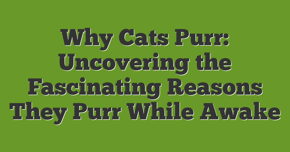 Why Cats Purr: Uncovering the Fascinating Reasons They Purr While Awake