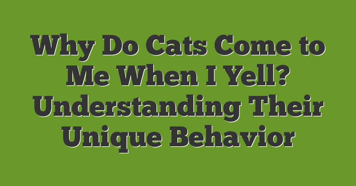 Why Do Cats Come to Me When I Yell? Understanding Their Unique Behavior
