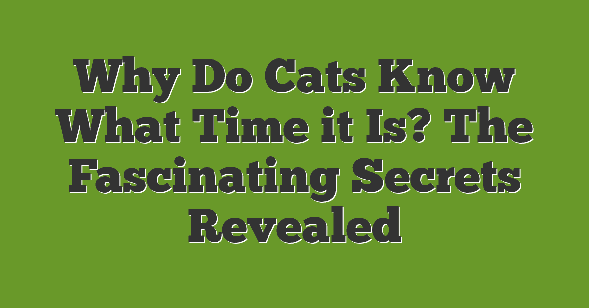 Why Do Cats Know What Time it Is? The Fascinating Secrets Revealed
