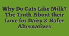 Picture of Why Do Cats Like Milk? The Truth About Their Love For Dairy & Safer ...