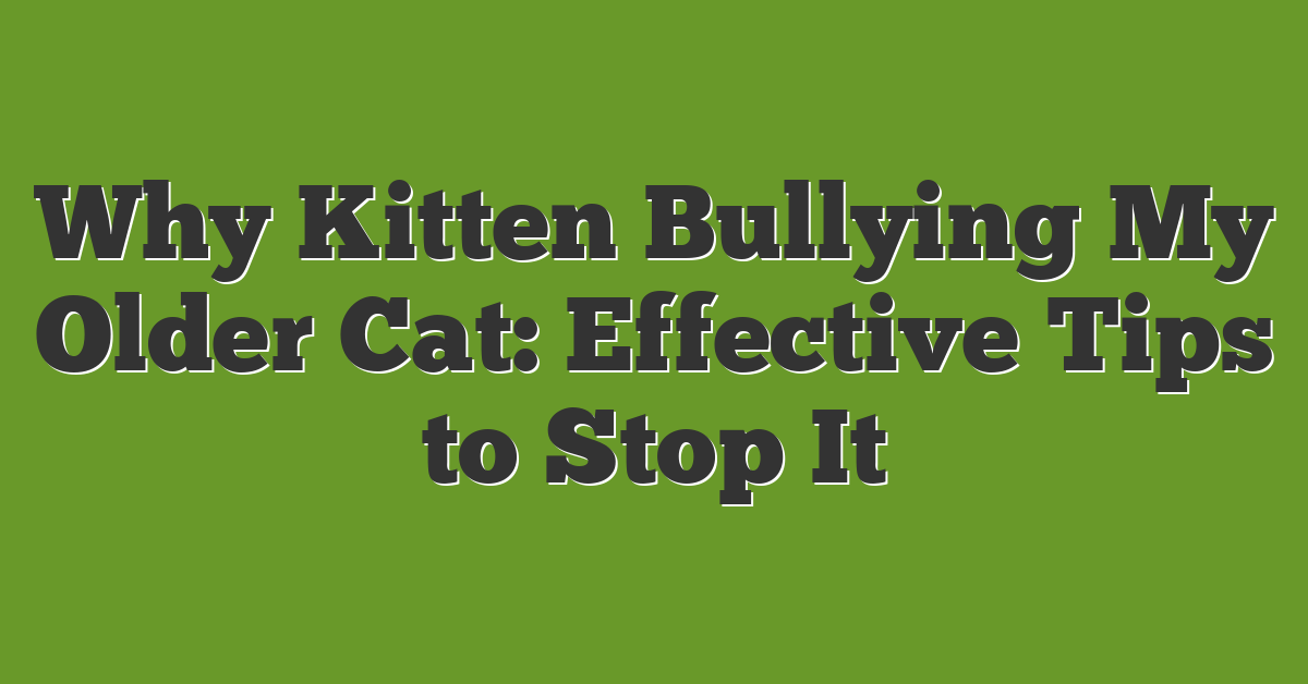 Why Kitten Bullying My Older Cat: Effective Tips to Stop It