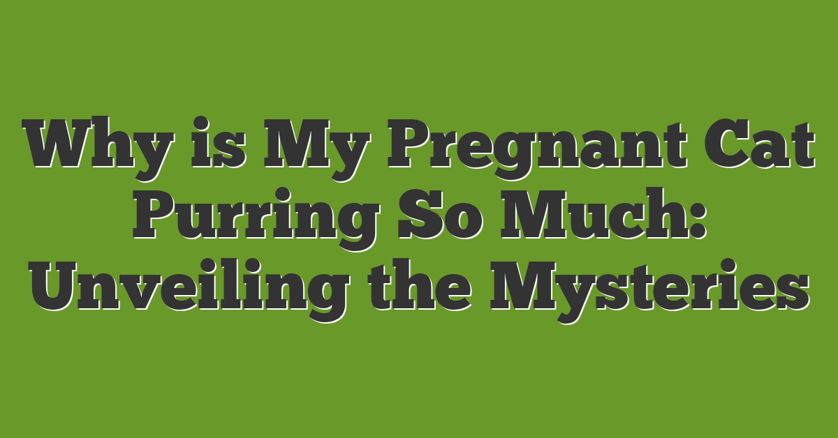 Why is My Pregnant Cat Purring So Much: Unveiling the Mysteries