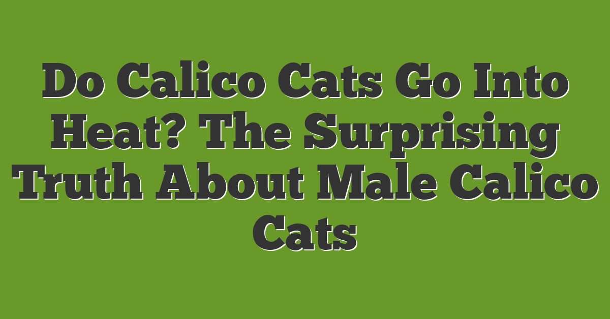 Do Calico Cats Go Into Heat? The Surprising Truth About Male Calico Cats