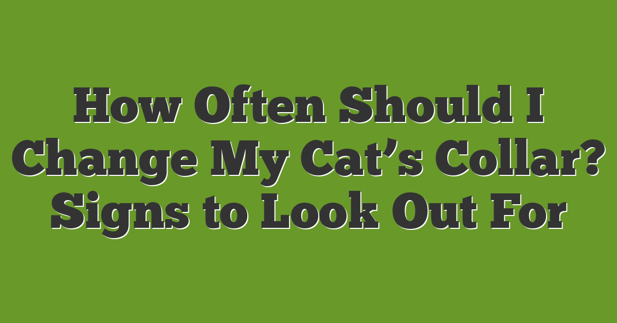 How Often Should I Change My Cat’s Collar? Signs to Look Out For