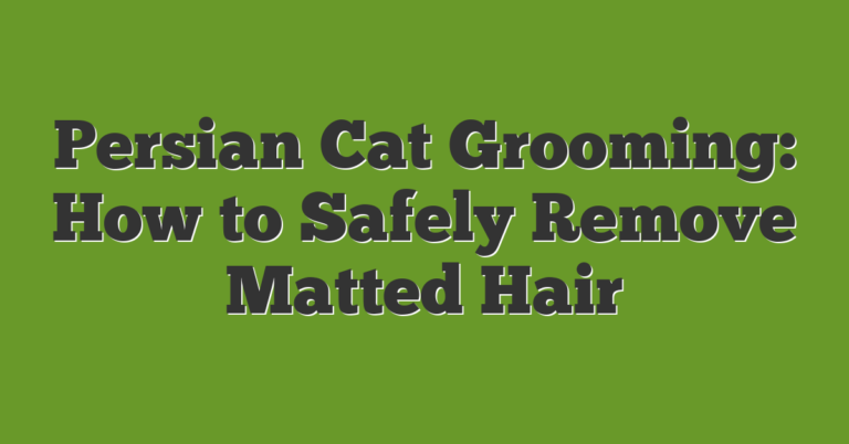 Persian Cat Grooming: How To Safely Remove Matted Hair