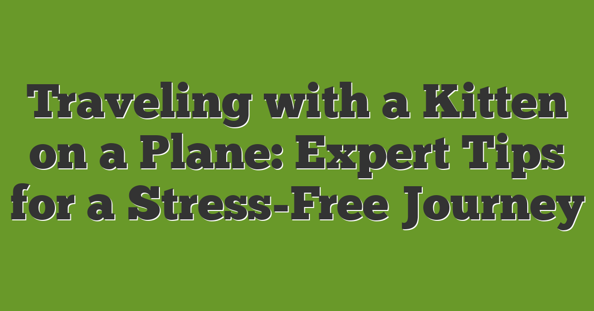 Traveling with a Kitten on a Plane: Expert Tips for a Stress-Free Journey