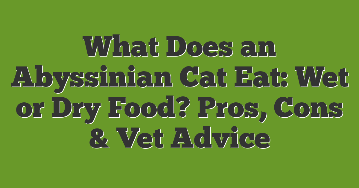 What Does an Abyssinian Cat Eat: Wet or Dry Food? Pros, Cons & Vet Advice