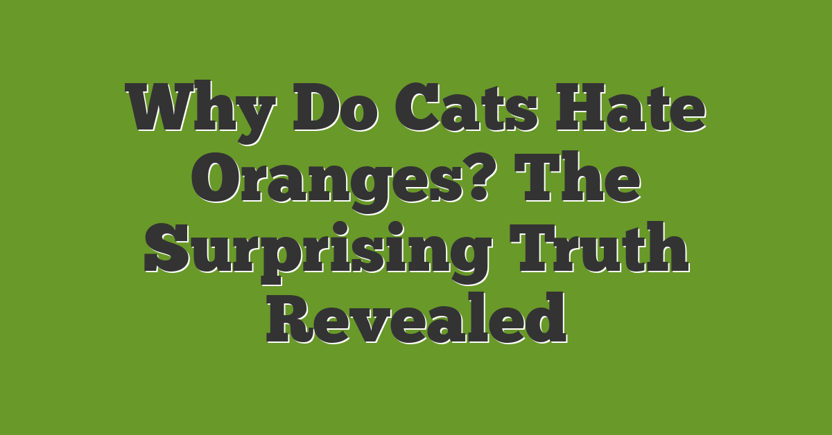 Why Do Cats Hate Oranges? The Surprising Truth Revealed