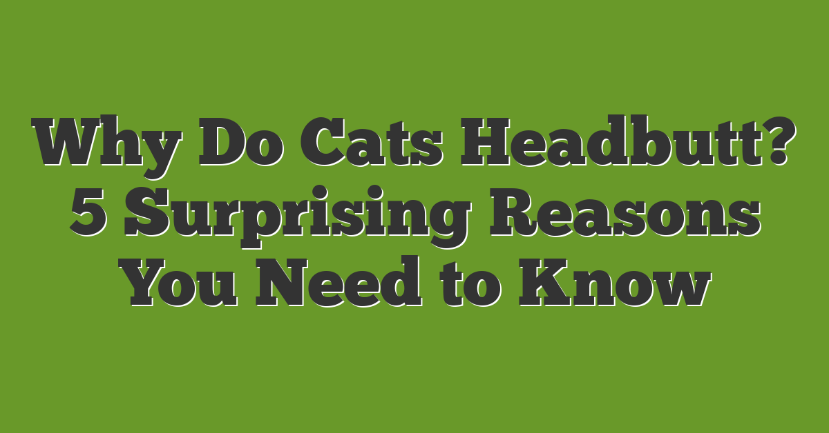 Why Do Cats Headbutt? 5 Surprising Reasons You Need to Know
