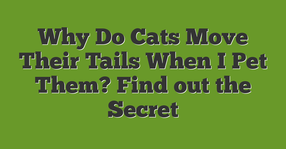 Why Do Cats Move Their Tails When I Pet Them? Find out the Secret