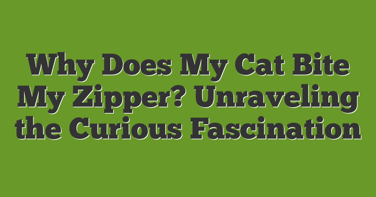 Why Does My Cat Bite My Zipper? Unraveling the Curious Fascination