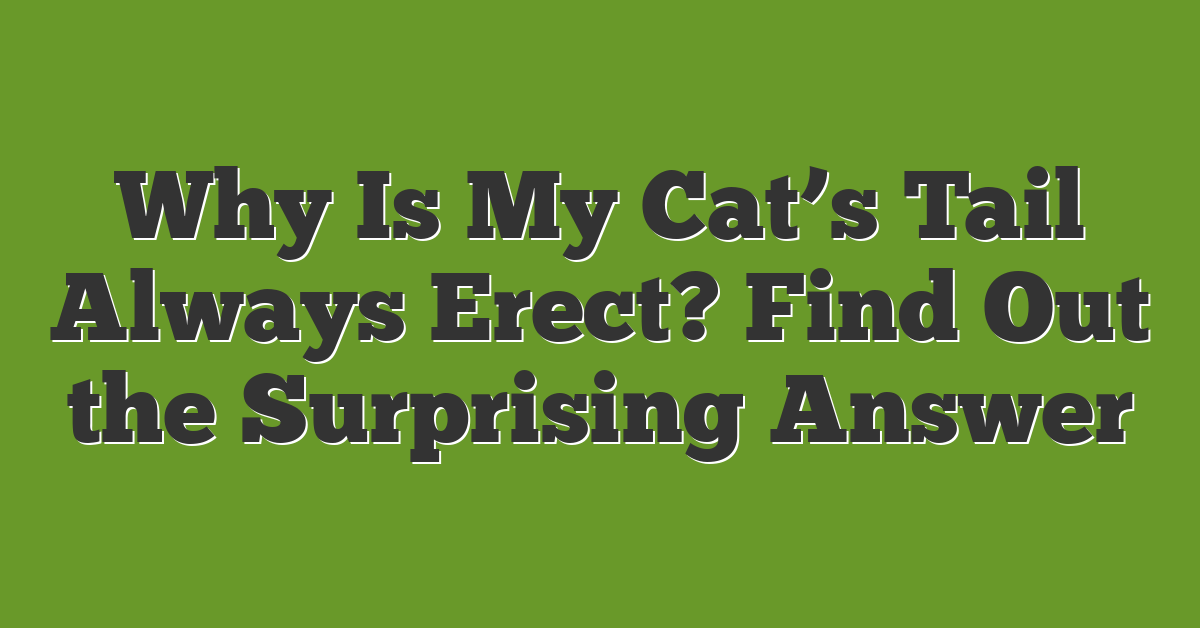 Why Is My Cat’s Tail Always Erect? Find Out the Surprising Answer