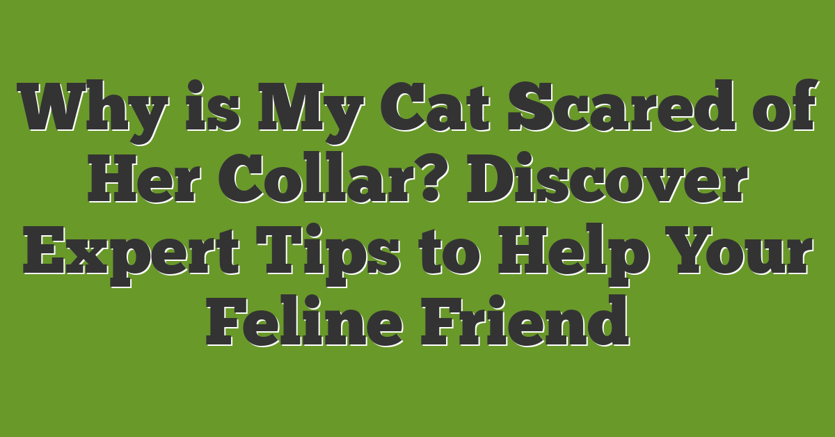 Why is My Cat Scared of Her Collar? Discover Expert Tips to Help Your Feline Friend