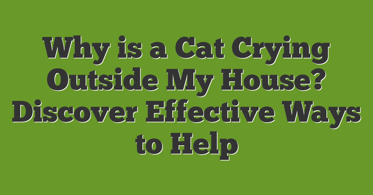 Why is a Cat Crying Outside My House? Discover Effective Ways to Help