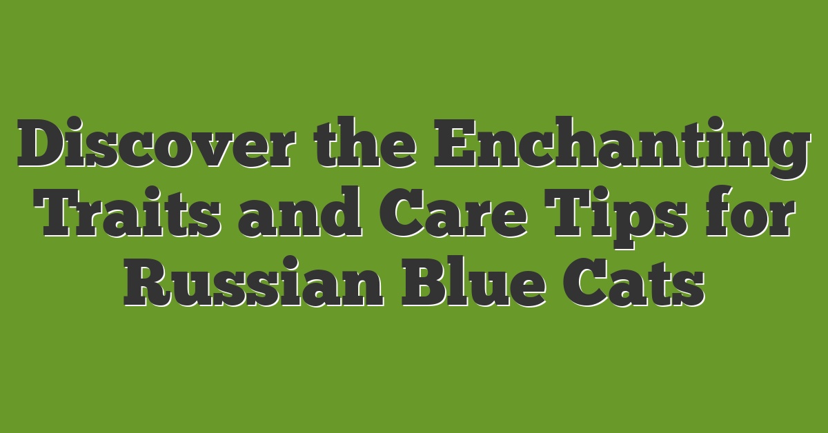 Discover the Enchanting Traits and Care Tips for Russian Blue Cats