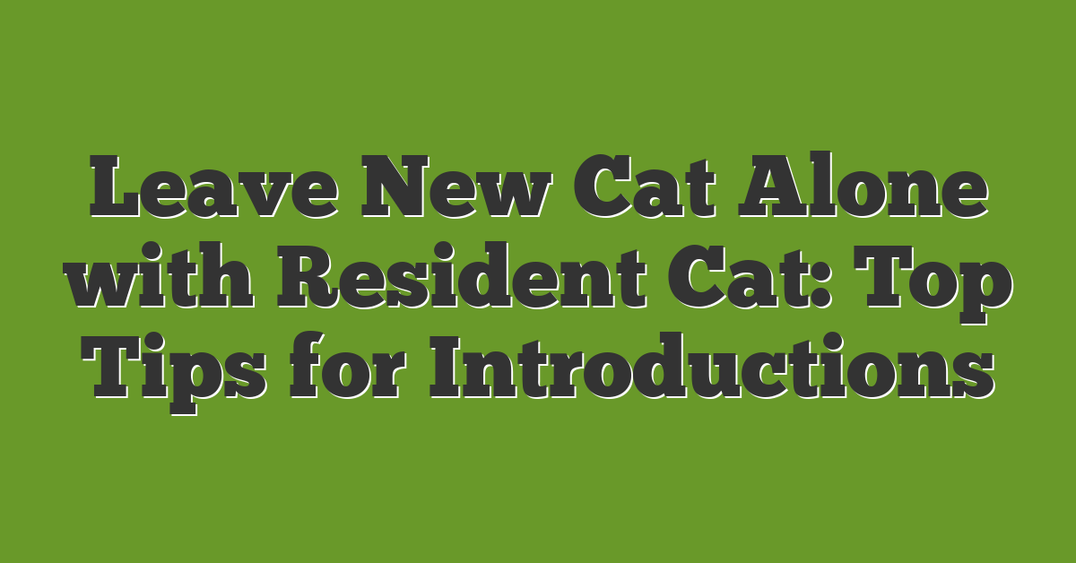 Leave New Cat Alone with Resident Cat: Top Tips for Introductions