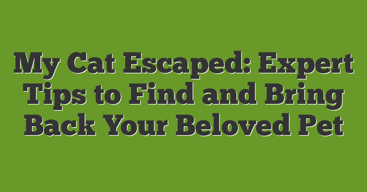 My Cat Escaped: Expert Tips to Find and Bring Back Your Beloved Pet