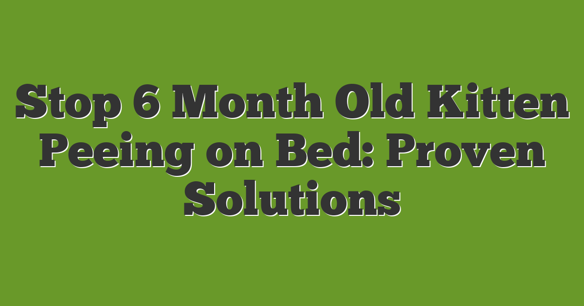 Stop 6 Month Old Kitten Peeing on Bed: Proven Solutions