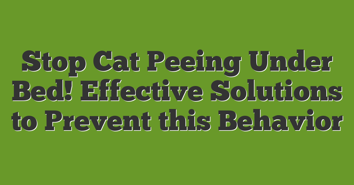 Stop Cat Peeing Under Bed! Effective Solutions to Prevent this Behavior