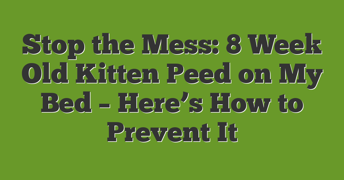 Stop the Mess: 8 Week Old Kitten Peed on My Bed – Here’s How to Prevent It