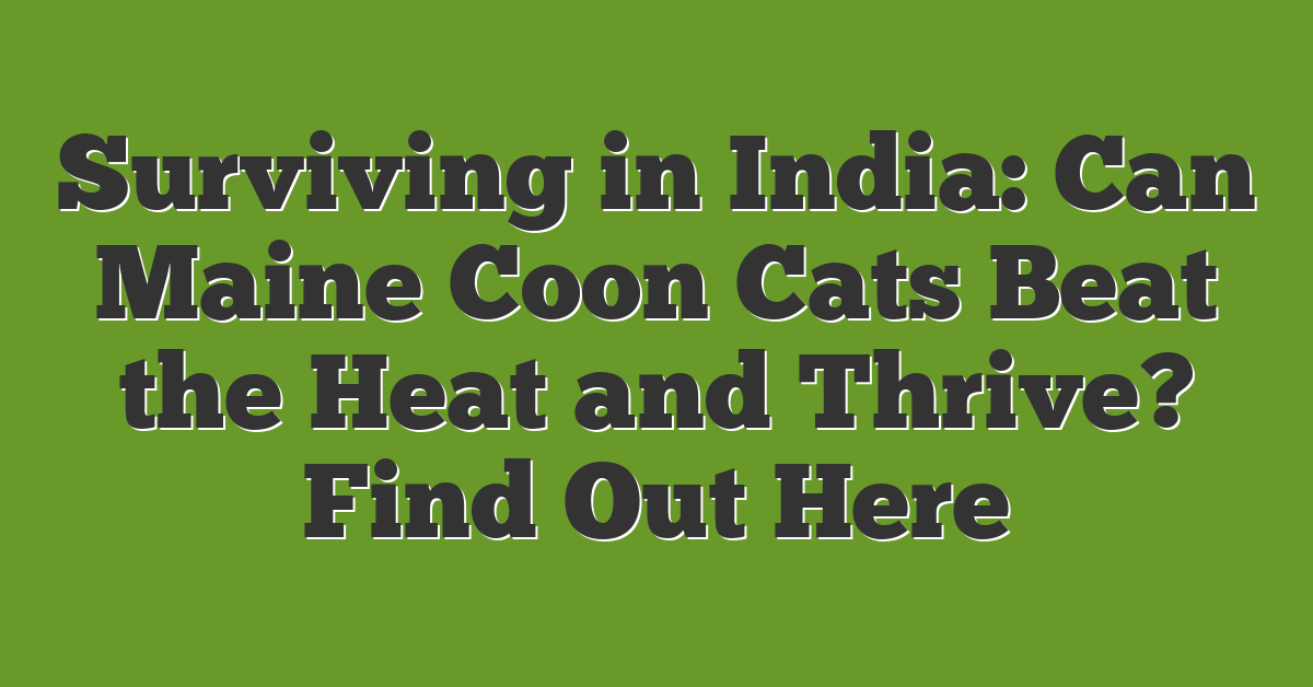 Surviving in India: Can Maine Coon Cats Beat the Heat and Thrive? Find Out Here