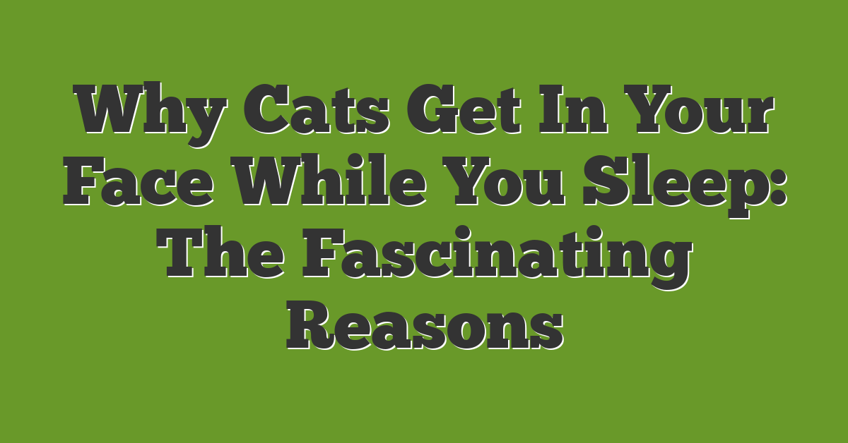 Why Cats Get In Your Face While You Sleep: The Fascinating Reasons