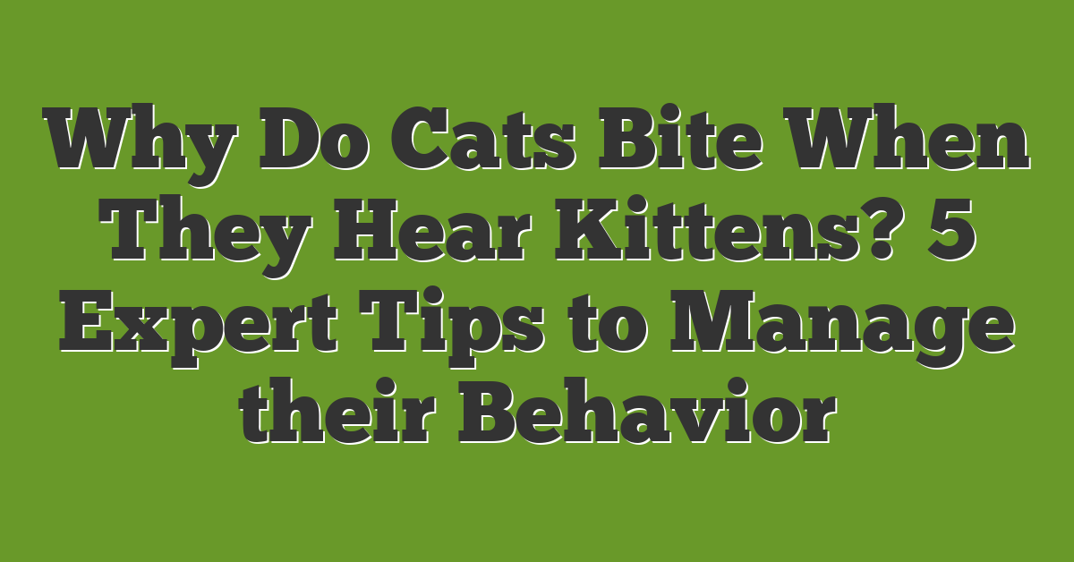 Why Do Cats Bite When They Hear Kittens? 5 Expert Tips to Manage their Behavior