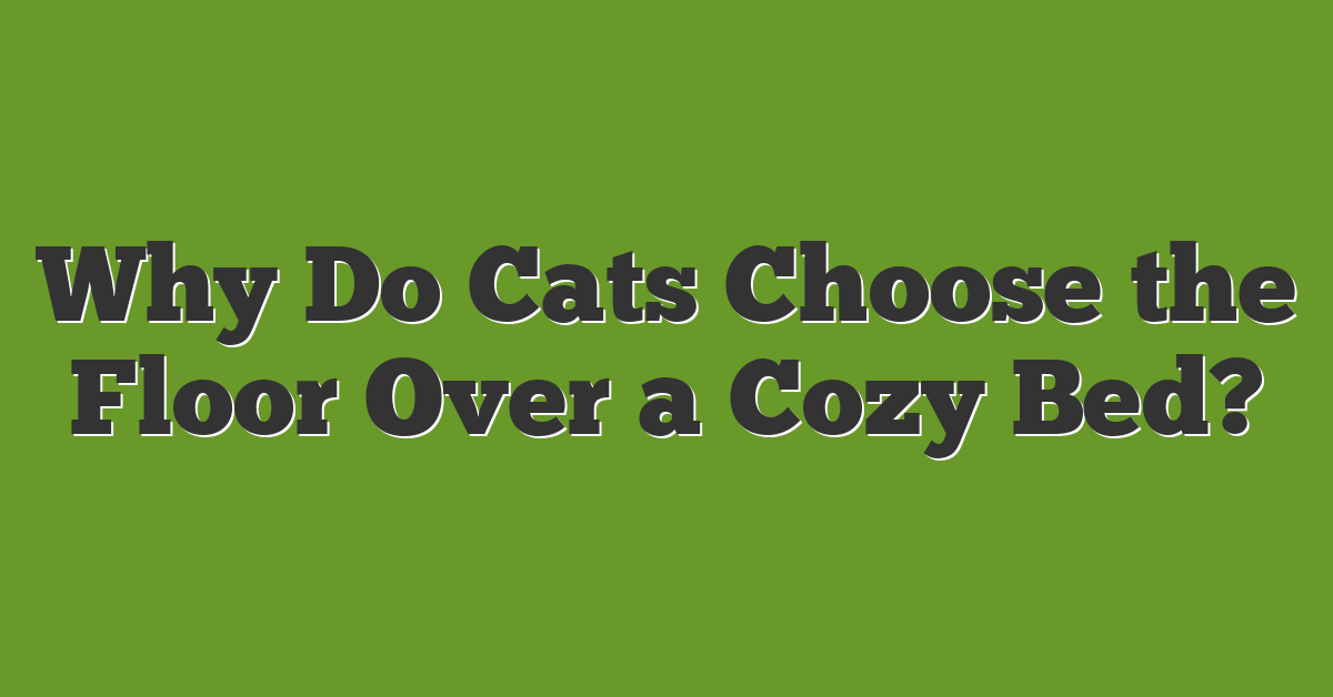 Why Do Cats Choose the Floor Over a Cozy Bed?