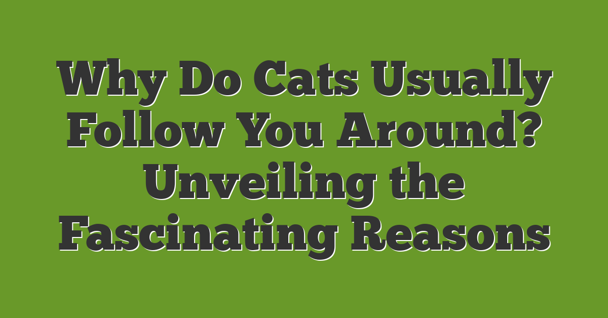 Why Do Cats Usually Follow You Around? Unveiling the Fascinating Reasons