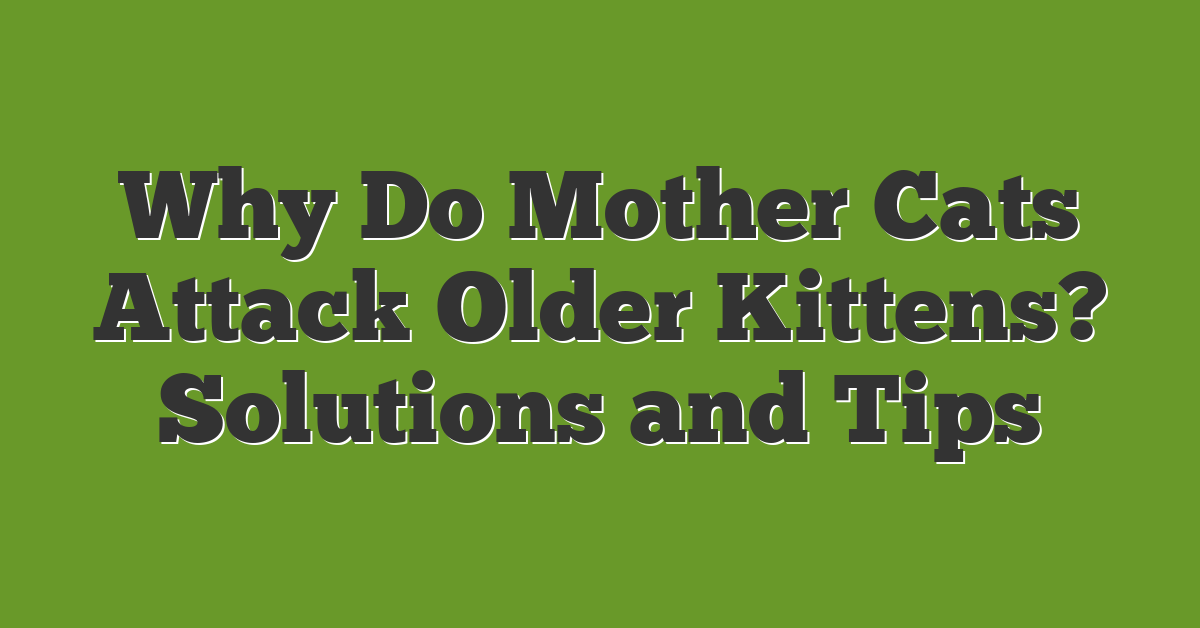 Why Do Mother Cats Attack Older Kittens? Solutions and Tips