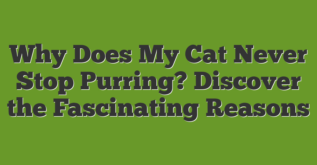 Why Does My Cat Never Stop Purring? Discover the Fascinating Reasons