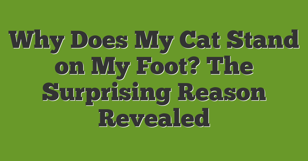 Why Does My Cat Stand on My Foot? The Surprising Reason Revealed