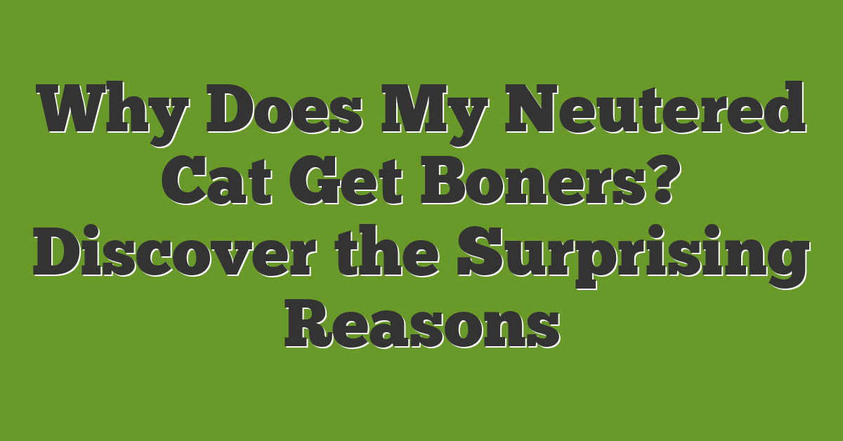 Why Does My Neutered Cat Get Boners? Discover the Surprising Reasons