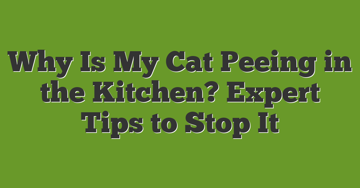 Why Is My Cat Peeing in the Kitchen? Expert Tips to Stop It