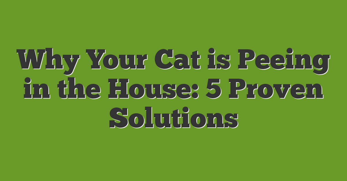 Why Your Cat is Peeing in the House: 5 Proven Solutions