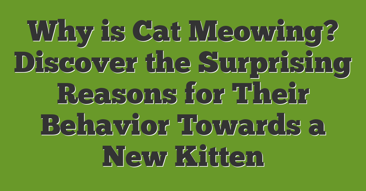 Why is Cat Meowing? Discover the Surprising Reasons for Their Behavior Towards a New Kitten