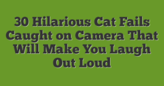 30 Hilarious Cat Fails Caught On Camera That Will Make You Laugh Out Loud